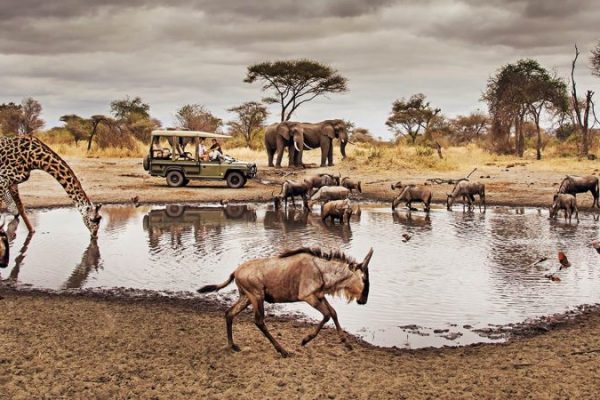 Serengeti national park | Safari Kenya packages