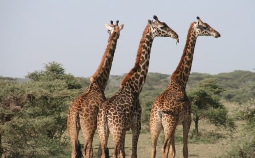 Giraffes in Maasai Mara Kenya